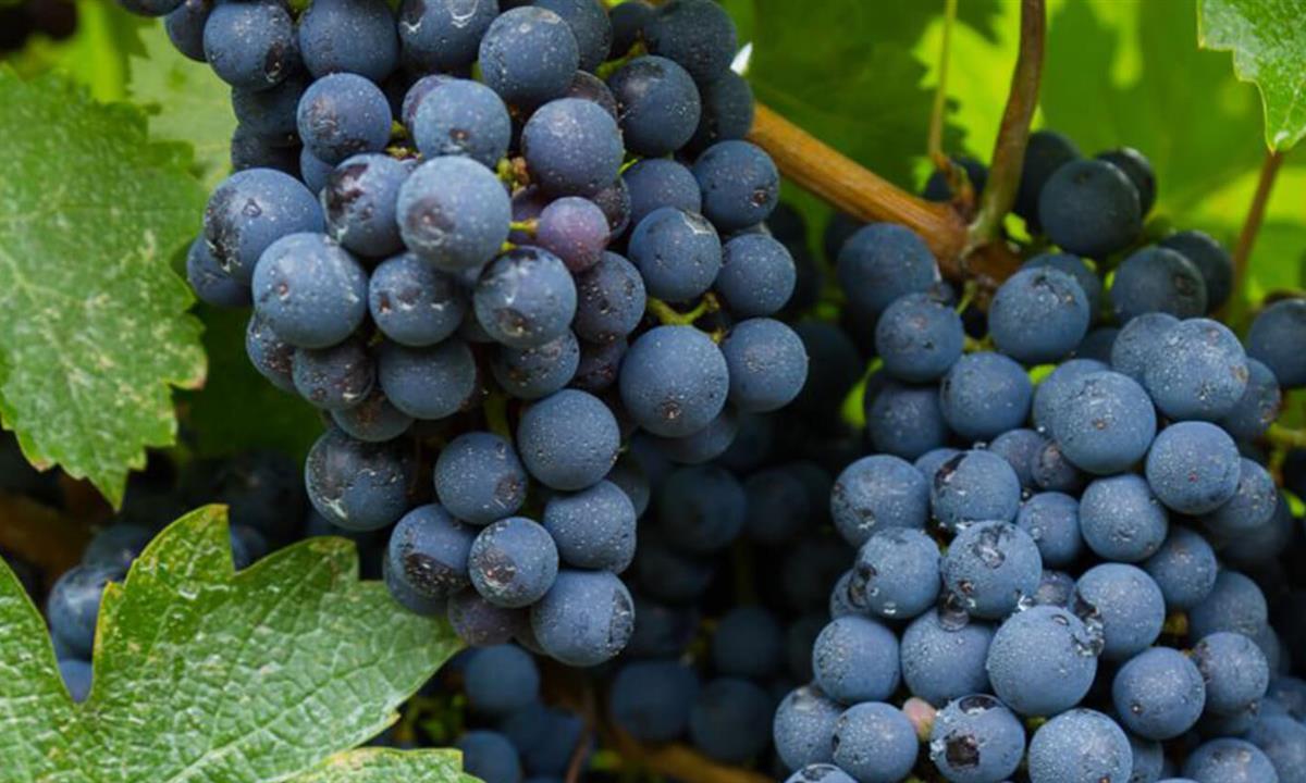 close up of grapes on a vine