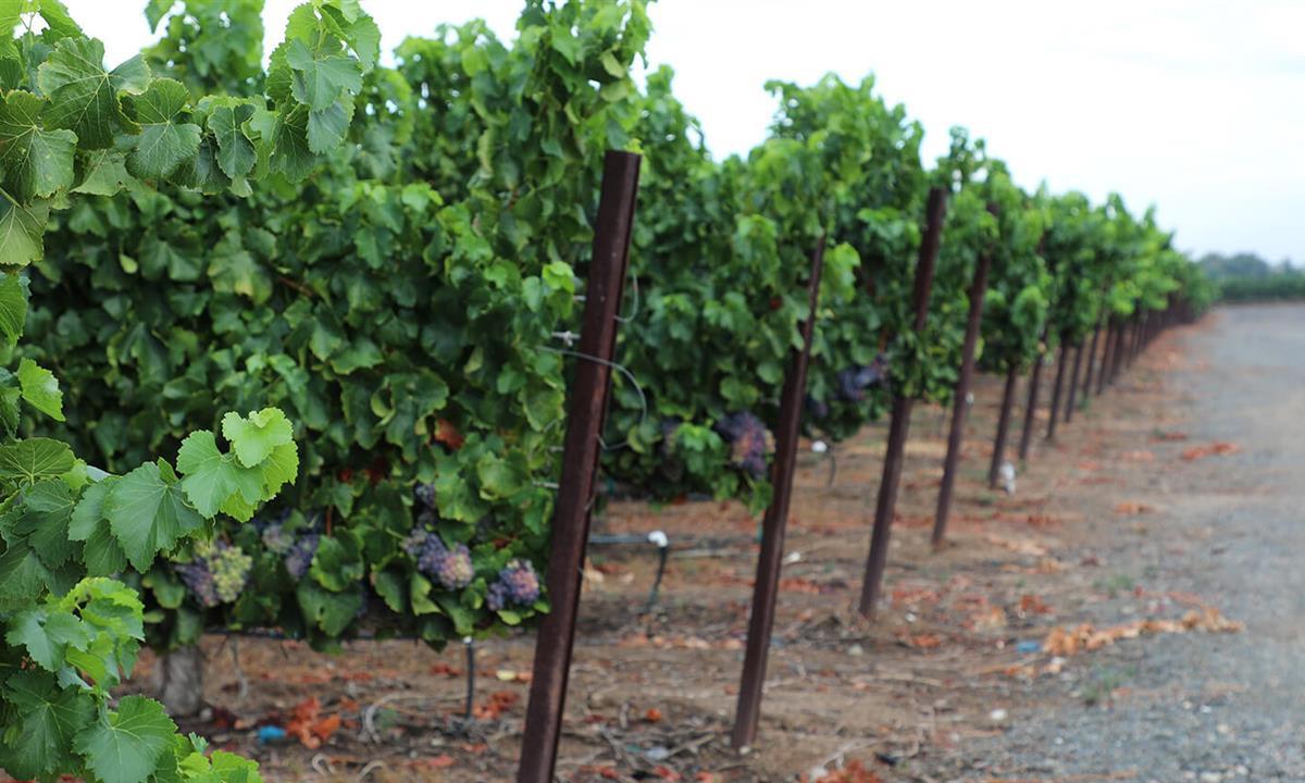 View of the vineyards 