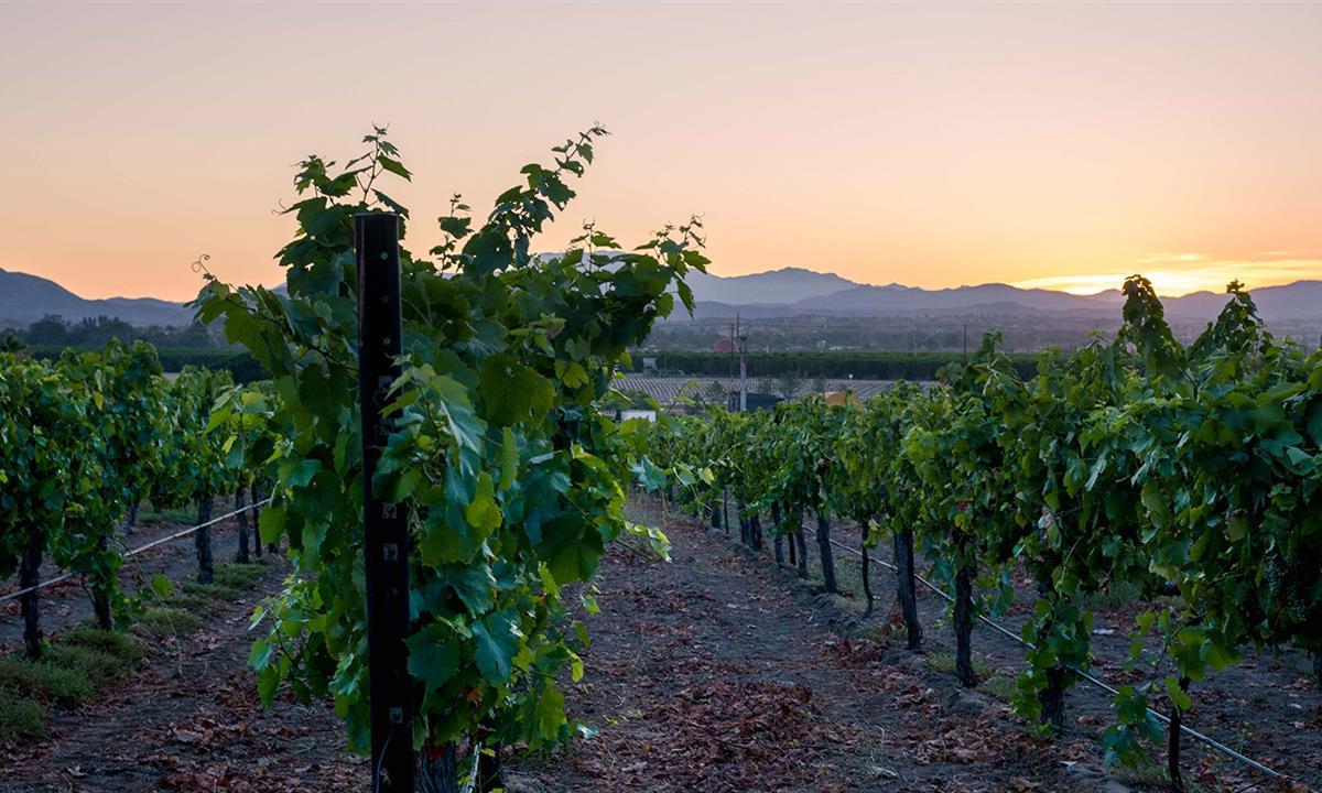 view of the vineyard at sunset