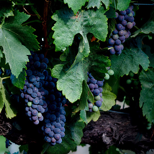 Grapes