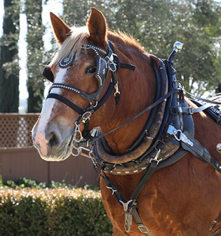 Horse & Carriage Package